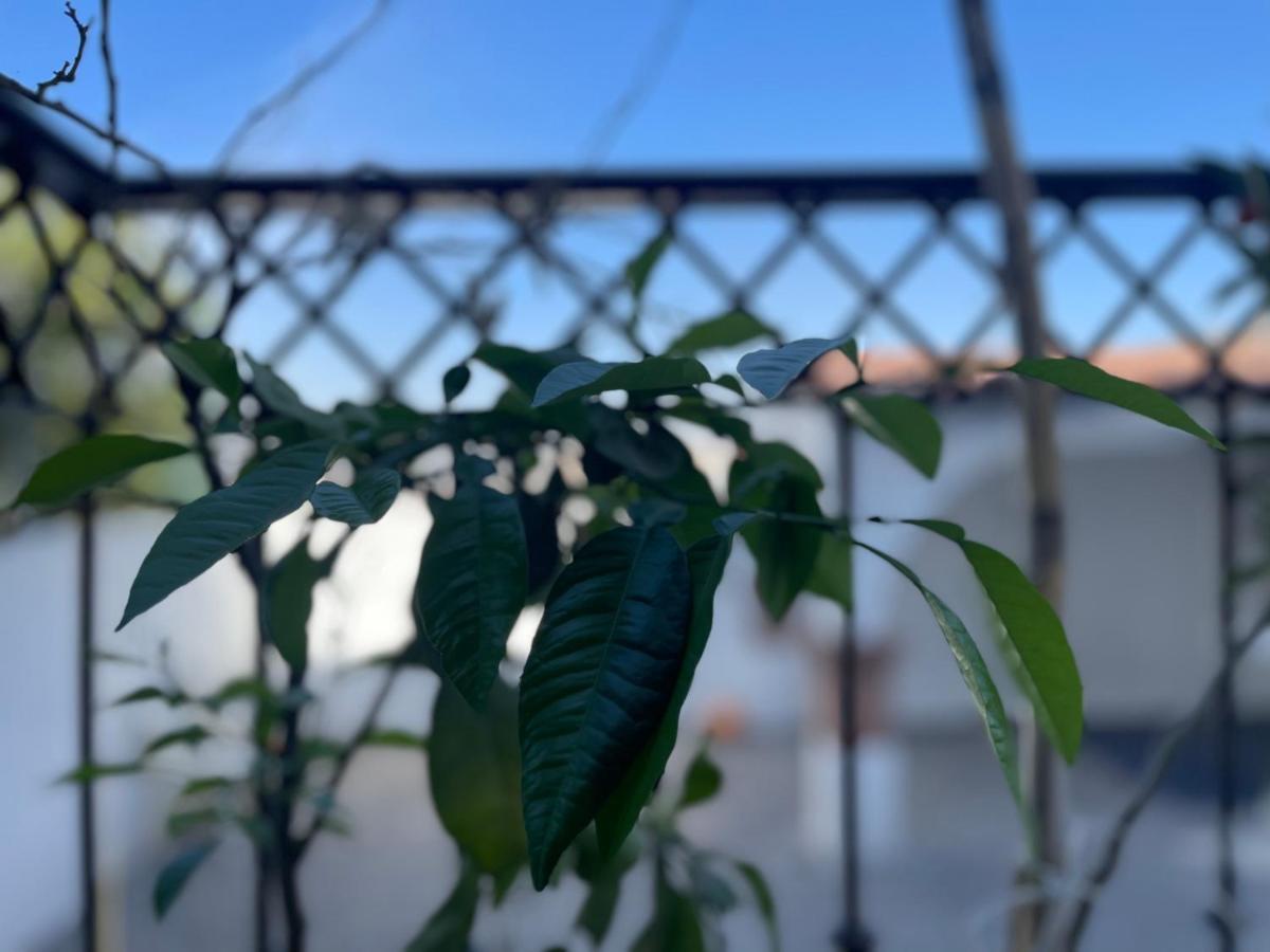 Comoda Habitacion A 10 Min Del Centro Historico De Querétaro Eksteriør billede